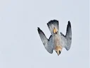 Stoop: The High-Speed Dive Falcons Use to Catch Prey

In the world of aerial predators, few maneuvers are as awe-inspiring and lethal as the stoop—the high-speed dive fal