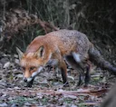 Australia’s Fox War: Inside the $200 Million Battle to Save Native Wildlife
Australia is waging one of the most aggressive predator eradication campaigns in the world, t Australia’s Fox War: Inside the $200 Million Battle to Save Native Wildlife
Australia is waging one of the most aggressive predator eradication campaigns in the world, t