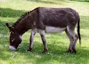 Домашний осёл


Дома́шний осёл, или иша́к (лат. Equus asinus1, или Equus africanus asinus3]), — одомашненный потомок дикого осла (Equus africanus), сыгравший важную истор