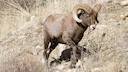 Pneumonia found in bighorn sheep in Montana
Nine bighorn sheep that were recently introduced into the Little Belt Mountains of Montana have died from pneumonia. Several o