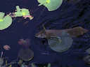 Konyn van die moerasse (Sylvilagus palustris), 2 of 4