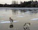 🦢Под Минском лебеди остались на зимовку. Нужно ли их спасать?

В нашем вайбер-сообществе «Сеницкий сельсовет» местные жители начали бить тревогу, ведь заметили двух лебе