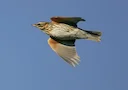 Tordo Sassello: Lo Stato di Conservazione della Specie è Ufficialmente Migliorato

Arriva una notizia importante dal mondo della conservazione della fauna. Lo stato di co