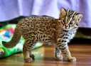 Краснокнижные котята напали на курятник в Приморье: двух дальневосточных лесных котов доставили в центр «Тигр»

Два котёнка редкого дальневосточного лесного кота, занесён