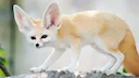 Fennec-ræv (lat. Vulpes zerda) er en miniatureræv med store ører i forhold til kroppen, der lever i Nordafrikas ørkener. Nogle gange er det klassificeret i en særlig slæg Fennec-ræv (lat. Vulpes zerda) er en miniatureræv med store ører i forhold til kroppen, der lever i Nordafrikas ørkener. Nogle gange er det klassificeret i en særlig slæg