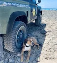 The Portuguese Pointer: A Hunter's Companion

The Portuguese Pointer, or Perdigueiro Português, isn't a breed you see every day, but those in the know understand its valu