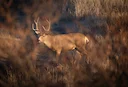 Arkansas Alternative Firearms Deer Hunting Season Opens October 2025: What Hunters Need to Know

Arkansas hunters are preparing for the start of the state’s alternative f