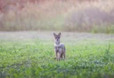 Capturing the Curiosity of a Majestic Jackal in Romania

In the rugged landscapes of Romania, where nature thrives in all its untamed glory, a curious young golden jackal