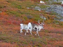 Reënbeer (Rangifer tarandus), 5 of 10