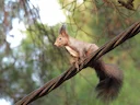 Gewone eekhoring (Sciurus vulgaris), 3 of 8
