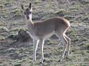 Tibetse gazelle