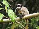 Swartkenkeiser-tamandoe (Saguinus imperator), 5 of 5