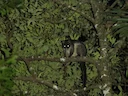 Kortoor-borselpotlood (Trichosurus caninus), 2 of 3