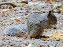 Guayaquil-seekatjie (Sciurus stramineus), 1 of 4