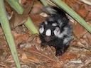 Weslike gevlekte stinkdier (Spilogale gracilis), 3 of 4