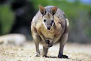 Insolite: un wallaby en cavale interpellé par la police à Saint-Dié-des-Vosges 

🌃 Une fugue nocturne inattendue 

Dans la nuit du 3 au 4 décembre 2025, les habitants de