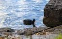 Grippe aviaire dans le Nord: la chasse maintenue malgré six foyers actifs à la frontière belge 

Face à la détection de six foyers de grippe aviaire depuis Noël dans la z