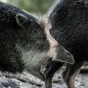 Witlippekari (Witlip-wildswyn) (Tayassu pecari), 2 of 2