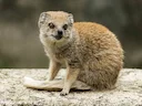 Javamungo
