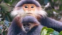 Vividly coloured and with a Zen-like calmness, Red-shanked Douc Langurs are critically endangered by #palmoil and other #deforestation along with #hunting throughout thei Vividly coloured and with a Zen-like calmness, Red-shanked Douc Langurs are critically endangered by #palmoil and other #deforestation along with #hunting throughout thei