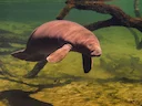 Wes-Indiese seekoe (Trichechus manatus), 2 of 2