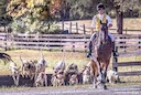 I am in the process of planning a trip to Pennsylvania to photograph the Cheshire Vixen Hunt on March 8th. Am looking for invitations to photograph other Hunts along the 