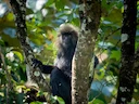 Nilgiri-langur (Semnopithecus johnii), 2 of 2