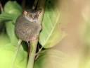 Siau-eiland-tarsier