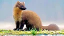 Sweden Pine Marten Hunting Season 2026: Final Harvest Summary and Tips

The pine marten trapping season is now entering its final phase across Sweden, with hunters prepar