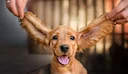Den engelske cocker spaniel er en hunderace, der blev kunstigt avlet i begyndelsen af ​​det 19. århundrede. Den første del af navnet på racen - "cocker" - kommer fra den 