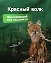 Красный волк - наиболее редкий вид волков, занесенный в Международную Красную
КНИГУ
Из-за сокращения численности диких парнокопытных и браконьерства вид практически вымер