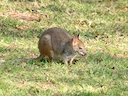 Rooipootpademelon Rooipootpademelon