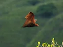 Groot vlieënde jakkals (Pteropus vampyrus), 3 of 8