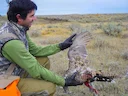 5 AWESOME DIY HUNTS YOU CAN TAKE THIS YEAR

WYOMING SAGE GROUSE
GREAT SALT LAKE DUCKS
MONTANA BLACK BEAR
ARIZONA MULE DEER
COLORADO ELK
