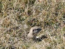 Piute-grondseekhoring (Urocitellus mollis), 2 of 4