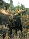 Behold!!!! The largest moose int the world, Alces alces gigas, found only in Alaska and parts of Northern Canada. This photo was taken by Dr. Vic Van Ballenberghe, the gr Behold!!!! The largest moose int the world, Alces alces gigas, found only in Alaska and parts of Northern Canada. This photo was taken by Dr. Vic Van Ballenberghe, the gr