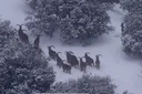 Barbary Sheep Hunting in Morocco 2025: Season, Gear, Locations & Costs

Morocco’s High Atlas Mountains offer one of the most demanding mountain hunts in North Africa: the