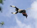Rooipoetdouc Rooipoetdouc