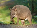 Tapir Baird (Tapir Trung Mỹ) (Tapirus bairdii), 3 of 3