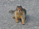Columbia-grondvark (Urocitellus columbianus), 4 of 4