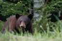 Colombie-Britannique: consultation publique sur une extension de la saison de chasse à l'ours
Le gouvernement de la Colombie-Britannique propose d'allonger la saison de Colombie-Britannique: consultation publique sur une extension de la saison de chasse à l'ours
Le gouvernement de la Colombie-Britannique propose d'allonger la saison de