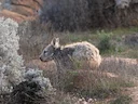 Suidelike hareneuswombat