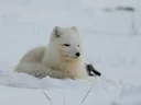 Poolvos (Vulpes lagopus), 1 of 7