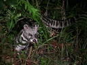 Maleisiese civetkat (Viverra tangalunga), 2 of 3
