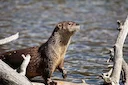 Ūdrs - ļoti kustīgs dzīvnieks. Pārtiek galvenokārt no zivīm, vardēm un gliemenēm. Dzīvo pie upēm un ezeriem. Tas alas rok ūdeņu tuvumā. Starp kāju pirstiem atrodas peldpl