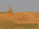 Surikaat (Suricata suricatta), 2 of 4