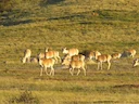 Mongoolse gazelle (Procapra gutturosa), 5 of 5