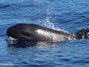 Vals-orka (Pseudorca crassidens), 2 of 3