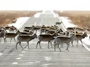 Mongoolse gazelle (Procapra gutturosa), 1 of 5
