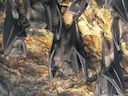 Gewone ruset (Rousettus amplexicaudatus), 3 of 3